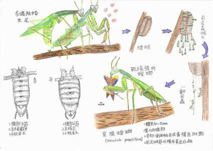 2021螳螂进化顺序是怎么样的?